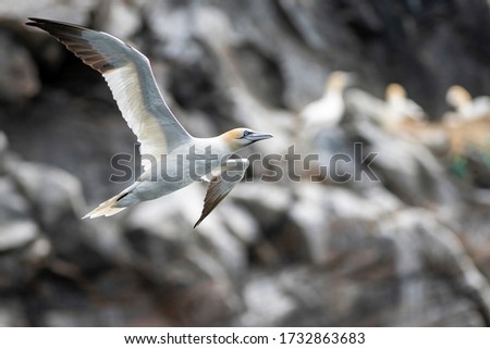 Northern gannet (Morus bassanus) flying in front of the steep cliffs, where the seabirds are nesting during the breeding season. Wildlife photography, travel and tourism destination.  Royalty-Free Stock Photo #1732863683