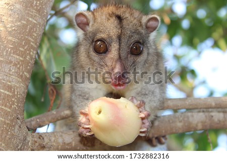 Fluffy little Cuscus eating a pear on a tree