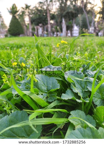 A picture of dandelion flower in the spring and we see it in flower mode