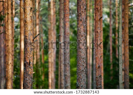 Pine trees and fir trees in spring Coniferous forest close up. Coniferous forest landscape in sunny day. Nature reserve. Evergreen Pine tree forest in sun light. Primeval Woodland. Spruce trees Royalty-Free Stock Photo #1732887143