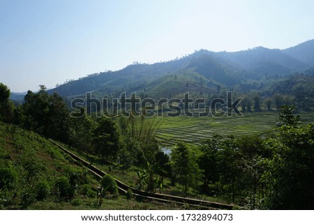 Landscape views of rice farm in the summer.