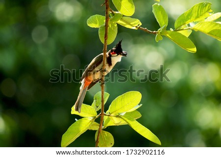 Red whiskered bulbul sitting on a branch on pleasant morning searching food.