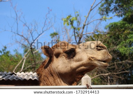 
The face of a camel in the zoo is full of nature.