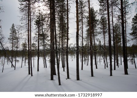 Beautiful forest with snow and winter light 