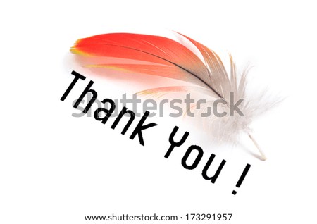 A Real MACAW bird Feather with words THANK YOU. Natural colors: Red and Grey. Isolated on white background. 