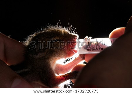 a baby squirrel drinking milk from a syringe