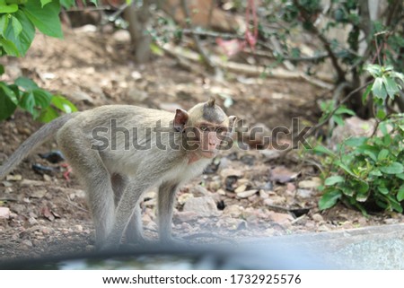 
The little monkey is looking for something on a natural hill surrounded by many trees.