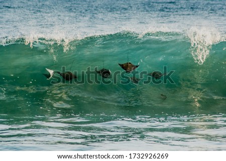 Devil Stringray on green waves. Royalty-Free Stock Photo #1732926269
