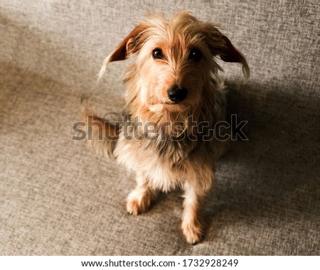 The Yorkshire Terrier Slipping On A Couch, Sofa. Small Dog Concept