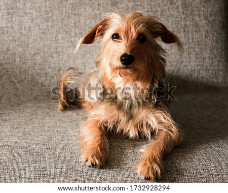 The Yorkshire Terrier Slipping On A Couch, Sofa. Small Dog Concept
