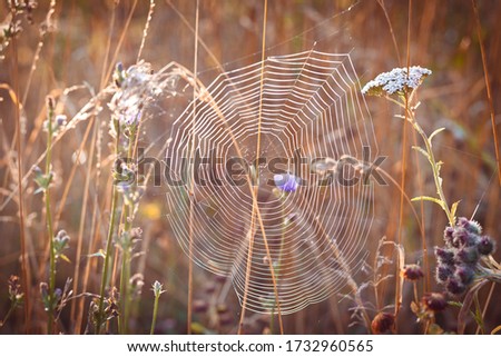 spider's web in the grass at dawn Royalty-Free Stock Photo #1732960565
