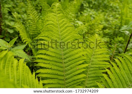 young green fern in the forest