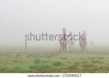 Three horses in their horse blankets stand in a field in the fog.  horses standing in a paddock next to a pole on a misty morning 