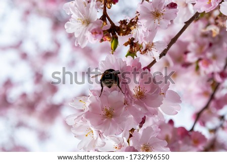 Bee is searching for nectar in blooming sakura flowers. One brief season moment in spring.
