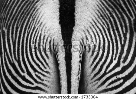 abstract photo of a zebra
