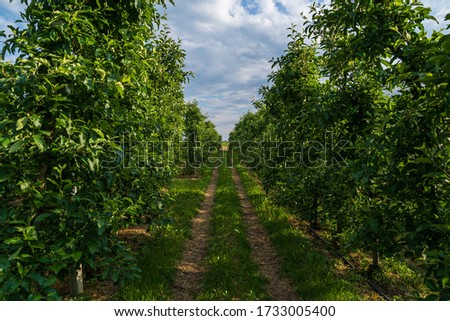 Fruit orchards in Appiano on a wine road in Italian South Tyrol.