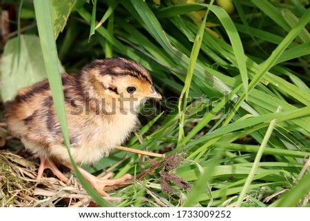 A Pheasant Chick with a small insect in its beak moving through the undergrowth. Scientific name Phasianus colchicus Royalty-Free Stock Photo #1733009252