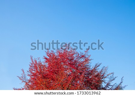 Abstract background of colourful spring leaves against blue sky