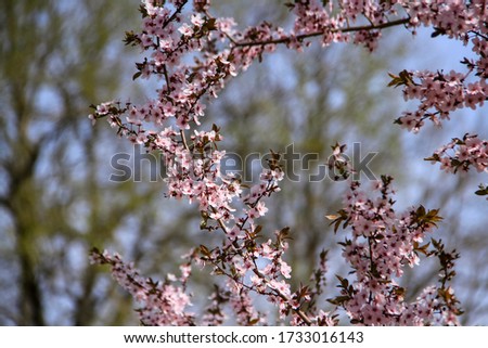 pink cherry tree in spring