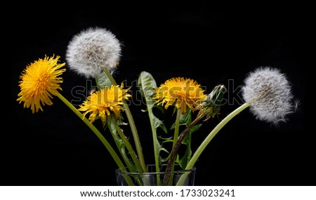 Bouquet of dandelions on a black background, yellow spring flowers