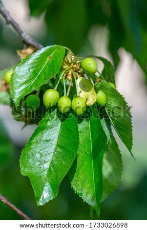 Black cherry aphids (Myzus cerasi) on a bunch of green cherries and leaves on a branch copy space for text or design work. Severe damage from garden pests. Strongly damaged leaf