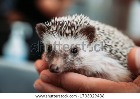 Cute small hedgehog being held at a Japanese Hedgehog Cafe in Shinjuku, Tokyo, Japan