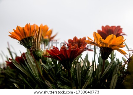 gazania flowers at spring backlight