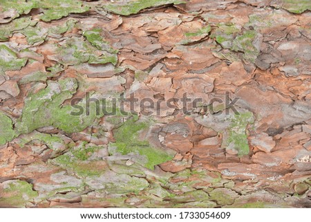 conifer tree bark, texture pattern forest tree nature Royalty-Free Stock Photo #1733054609