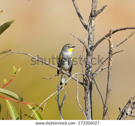 Yellow Rumped Warbler