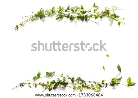 Decorative frame of green leaves on a white background. Flat layDecorative circle of green leaves on a white background. Flat lay, isolated