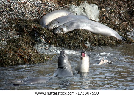 elephant seals on the beach and in the water, California 