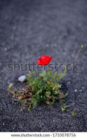 An isolated red poppy in the street
