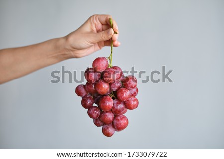Bunch of grapes in the hands of a girl. Handpicked ripe grapes closeup. Red wine grapes. Fresh juicy berries. Healthy organic sweet fruit. Delicious autumn natural dessert. Vitamins diet for woman Royalty-Free Stock Photo #1733079722