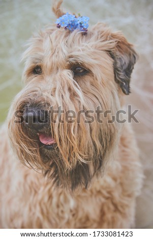 Vertical tinted portrait of a dog, an Irish soft-coated wheat Terrier, with a forget-me-not on an abstract light background.