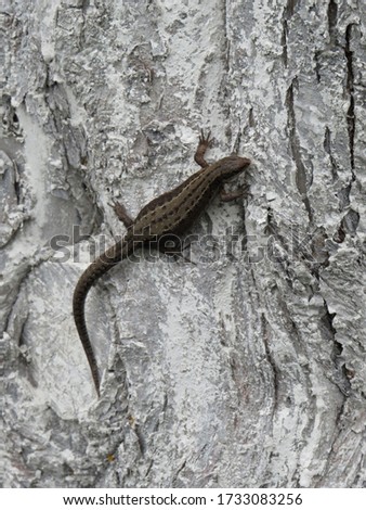 a brown lizard crawls on the bark of a tree covered in white paint, a close-up photo taken on a spring day