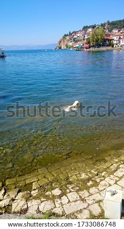 dog floating in the sea