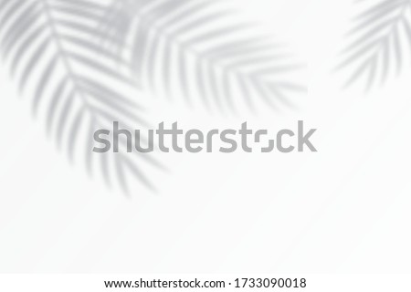 Shadow effects with tropical palm leaves in the corner. Flat lay background with tropical leaf shadow. Applicable for mockup, template background. Vector illustration Royalty-Free Stock Photo #1733090018