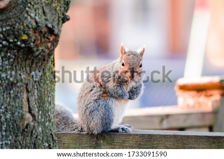 squirrel sitting on the fence