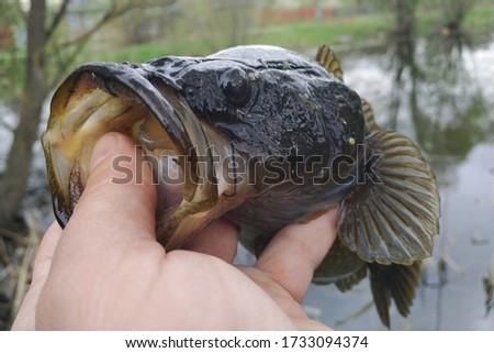 Spring fishing on the pond, Perccottus glenii
