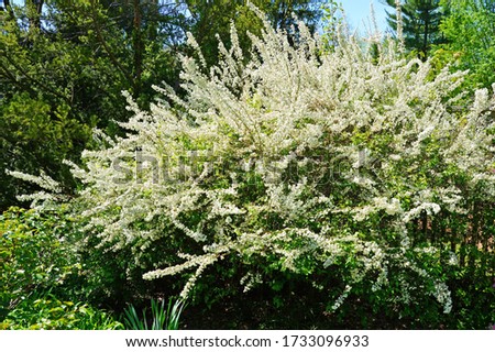 View of the small white flowers of a spirea Bridal Wreath bush Royalty-Free Stock Photo #1733096933