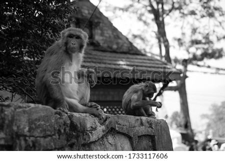Amazing close-up of two monkeys surviving on a rock in the streets of Nepal. The picture was taken on a trip to Nepal.