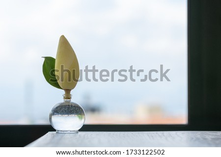 Magnolia flower bud in a small round glass vase on a wooden cabinet with a window behind