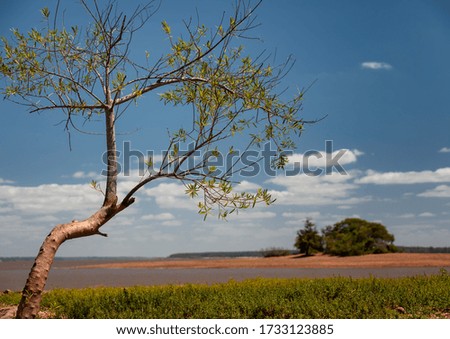 Sole curved tree with recently grown leaves on coast of lake with island and clound in background