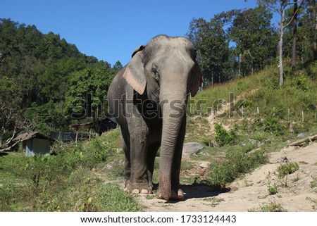 Giant elephant walking on trail towards camera in elephant sanctuary near Chiang Mai, Thailand
