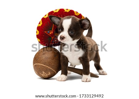Cute Chihuahua puppy in a sambrero and with maracas. Dog in a Mexican outfit on a white background, isolation.