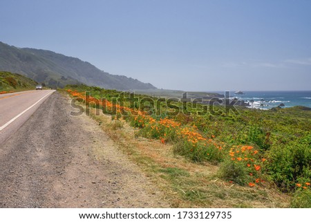 Golden California Poppies flowers on the side of scenic California State Rout 1