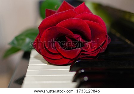 red rose with green leaves on the keys of an old piano, closeup