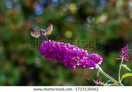 A down view of an Amazing Hummingbird Moth flying around some flowers getting some nectar.