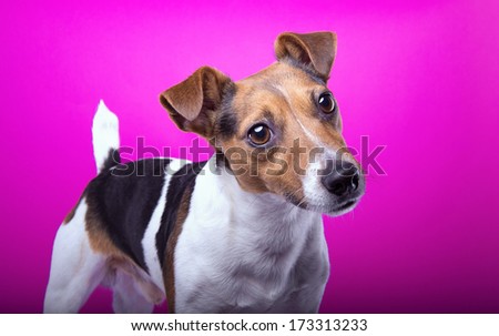 Nice Jack Russel terrier dog is isolated on a pink background. Animal portrait. Playful dog is on a colorful background. Collection of funny animals