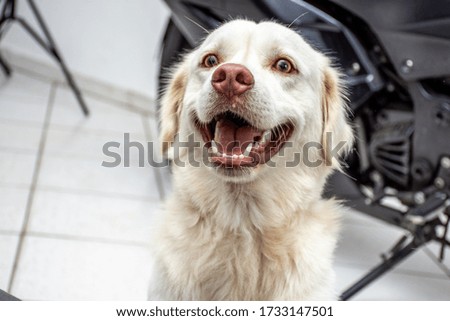 Dog white Wolf brazil funny